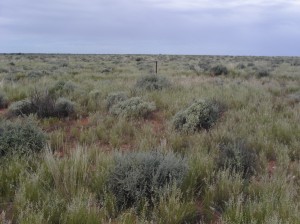 Site 1 Landscape Feb 2011
