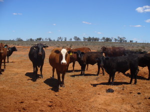 Cattle at the water